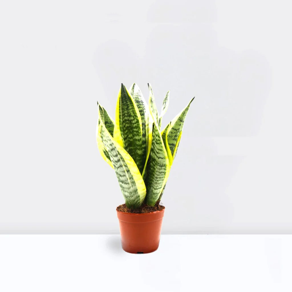 Snake Plant