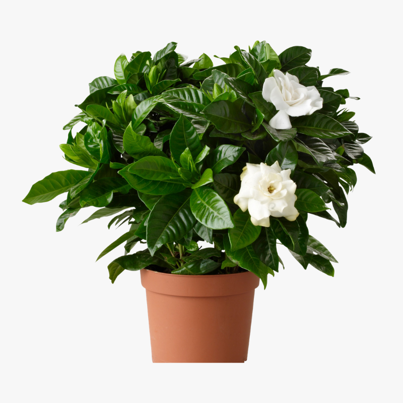 Gardenia
