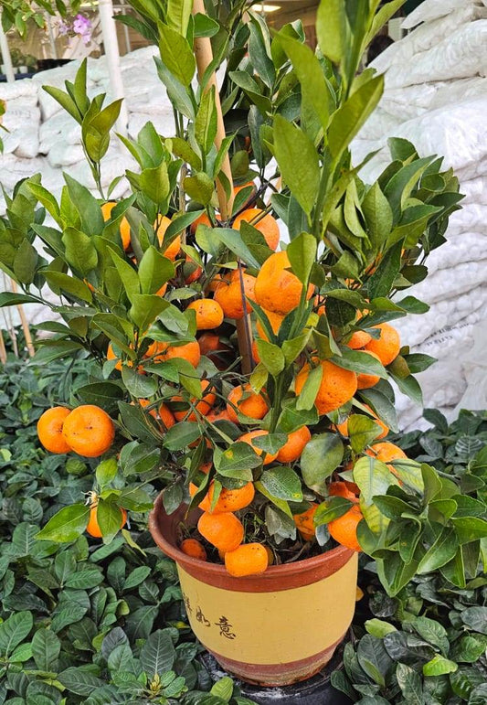 Mandrain orange