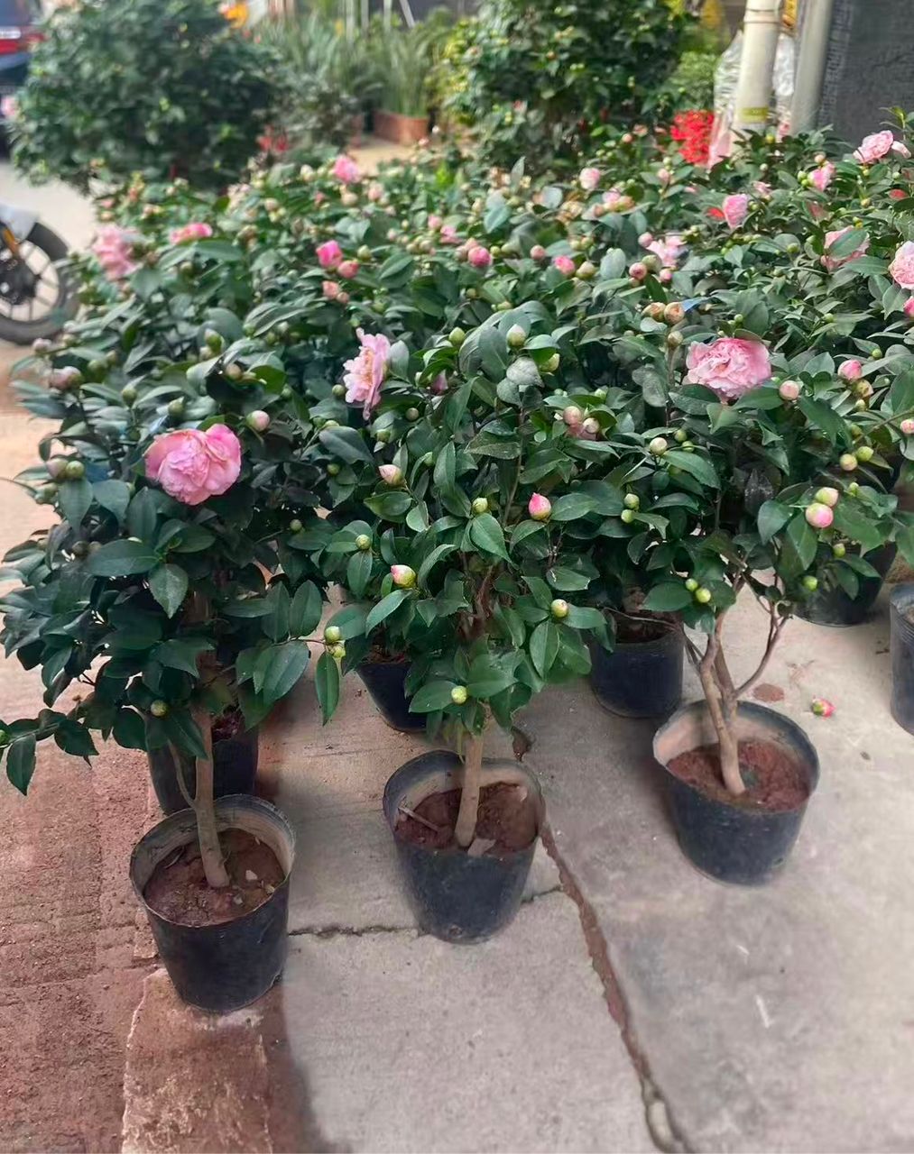 Camellia