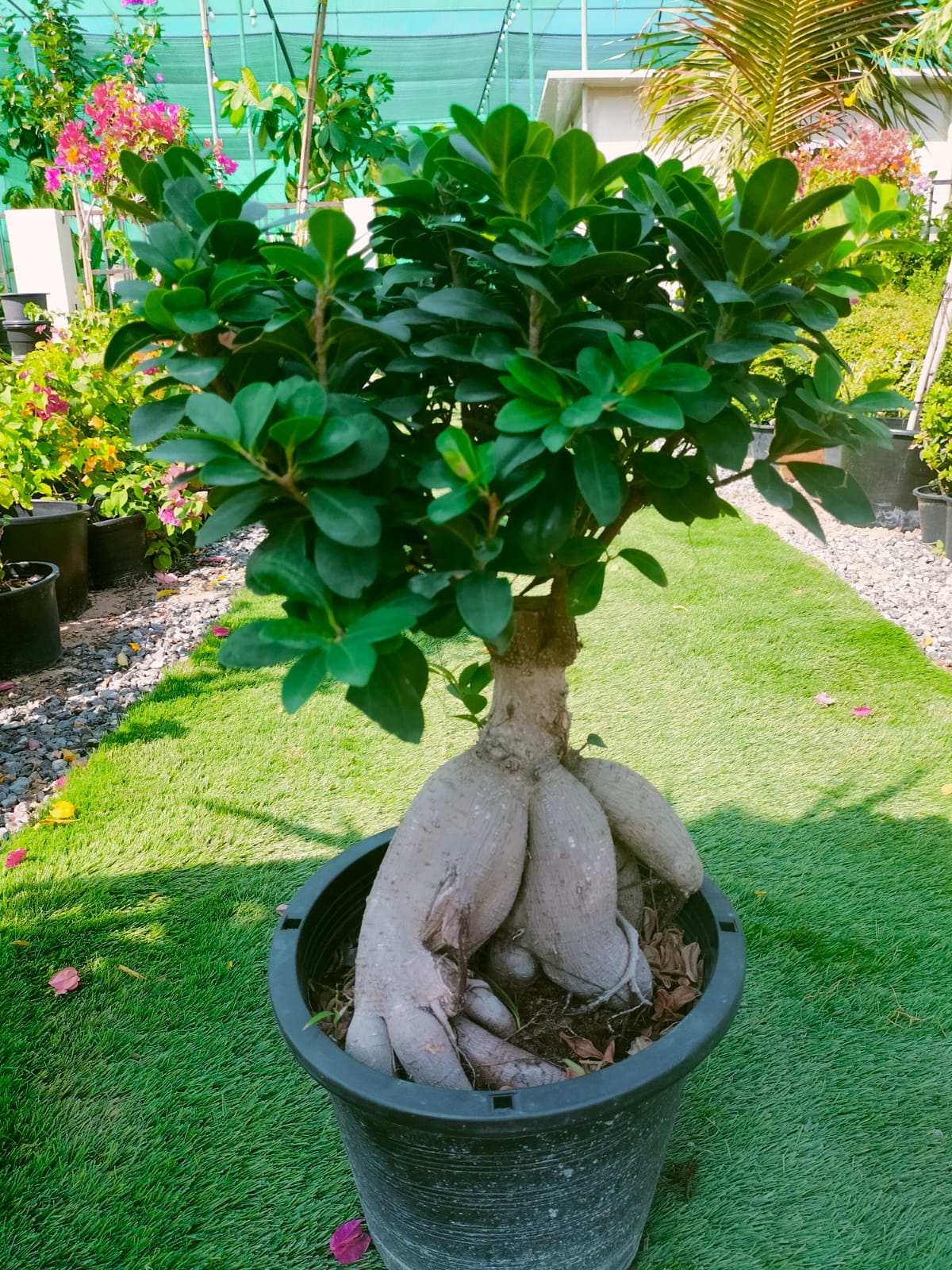 Ficus Bonsai