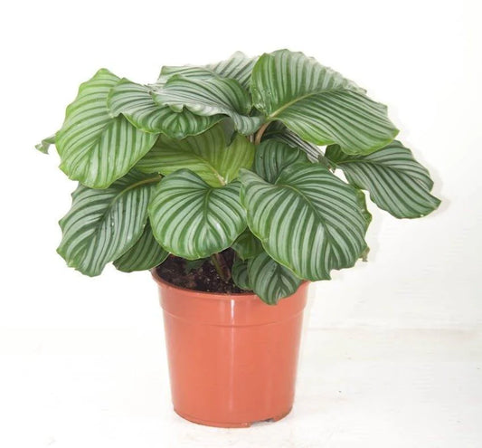 Calatheas