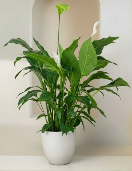 Peace Lily