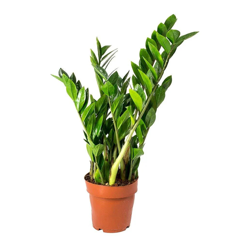 ZZ Plant